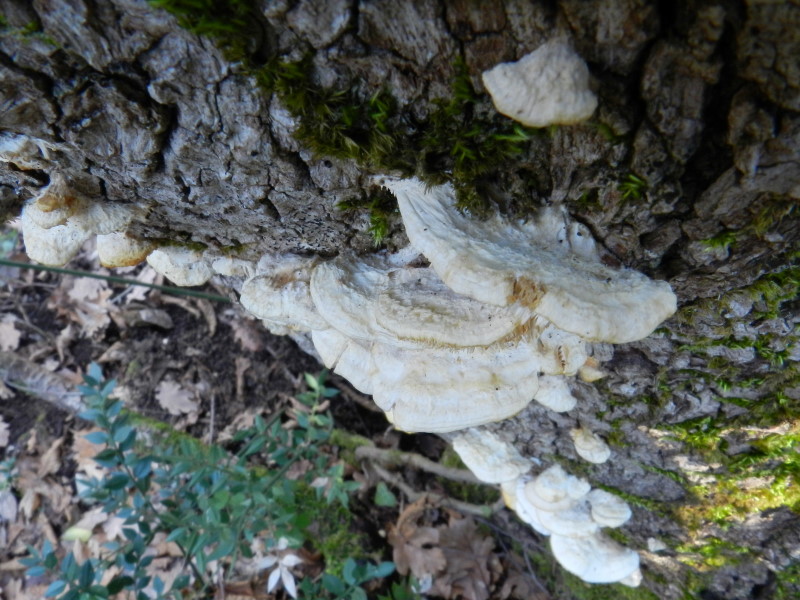 Dubbio (Sarcodontia pachyodon)